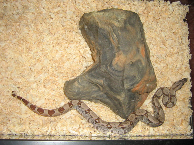 hypo female