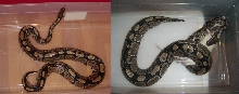 size comparison