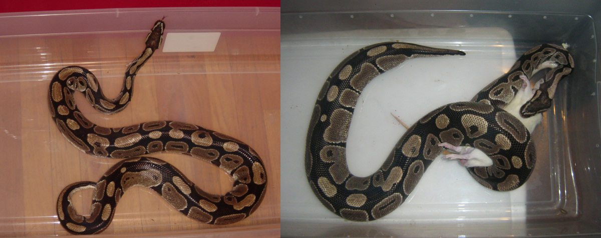 size comparison
