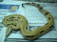 Peruvian