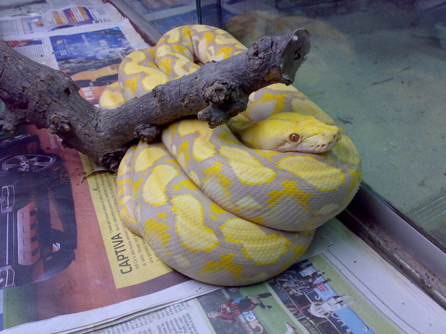 my first passion  large snakes