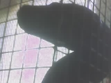 Nosey