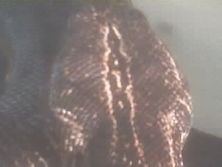 Noseys Head