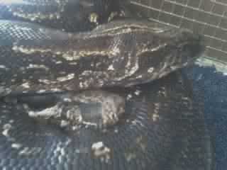 Nosey And Grumpy