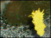 Saltwater - Austin Aquariums