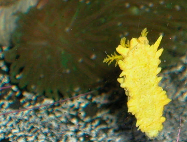 Saltwater - Austin Aquariums