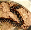 Georgia Snake