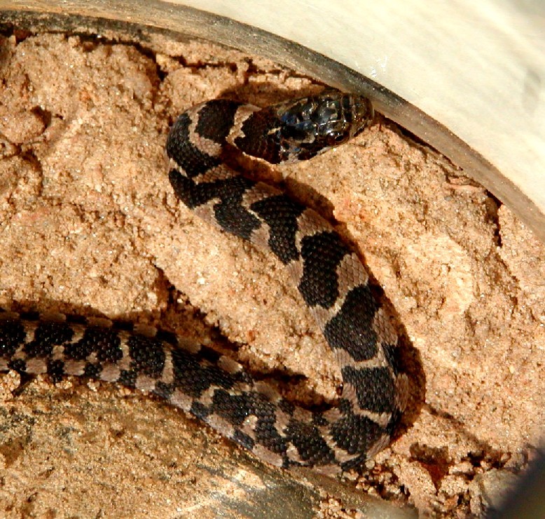 Georgia Snake
