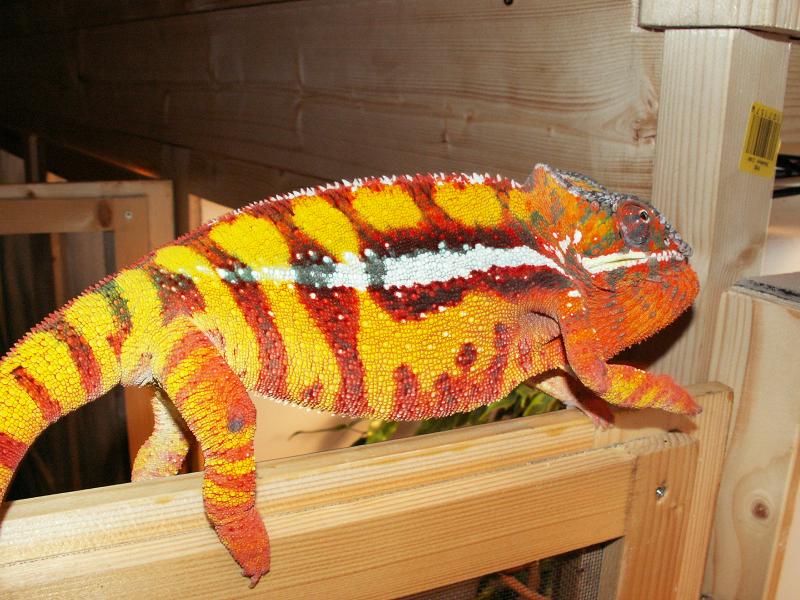 Maceo my Sambava