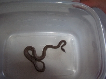 Unknown Snake