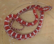 Crimson Corn