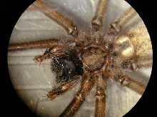 house spider sternum
