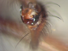 Tegenaria palp
