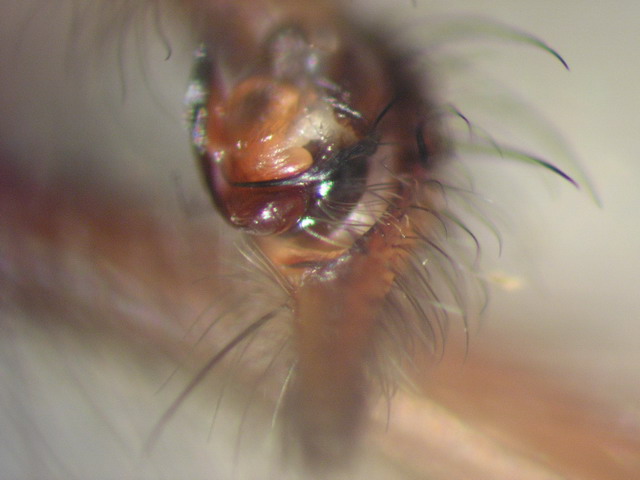Tegenaria palp