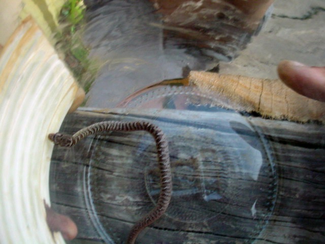 East TN snake