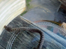 East TN snake 3