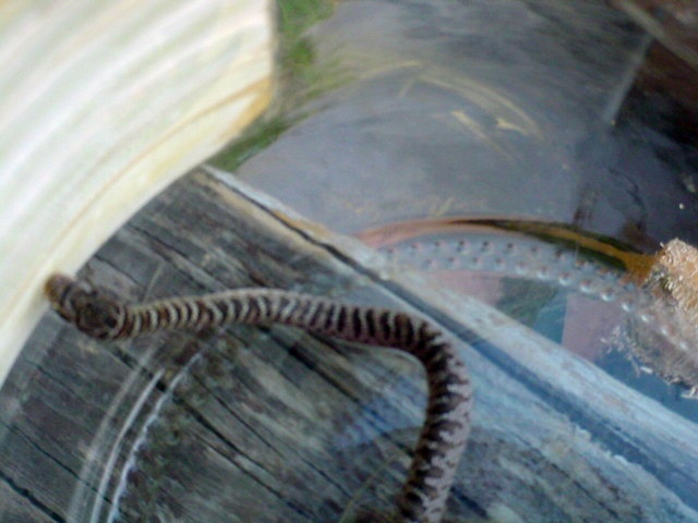 East TN snake 3