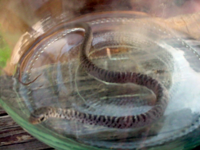 East TN snake 2