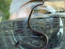 East TN snake 6