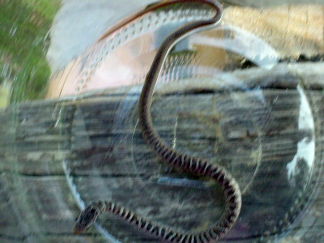 East TN snake 6
