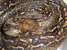 Leopard Boa