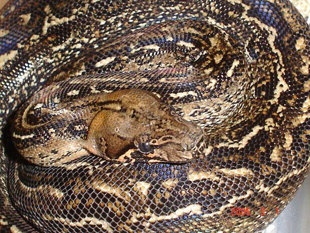 Leopard Boa