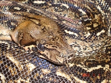 Leopard Boa shot 2