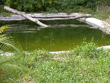 Rio Grand Cooter Pond
