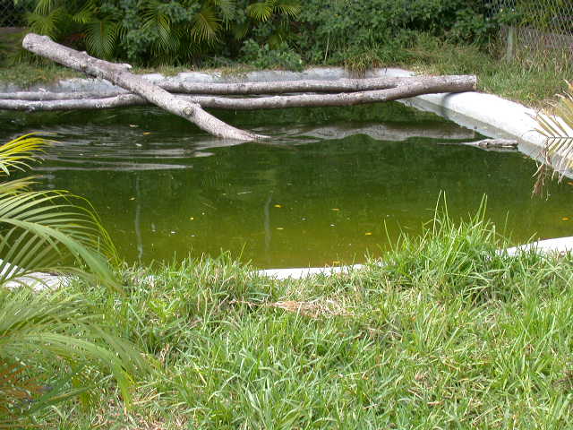 Rio Grand Cooter Pond