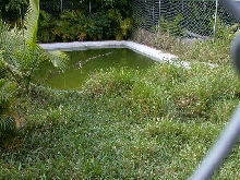 Chicken Turle Pond