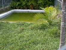 Another Pond