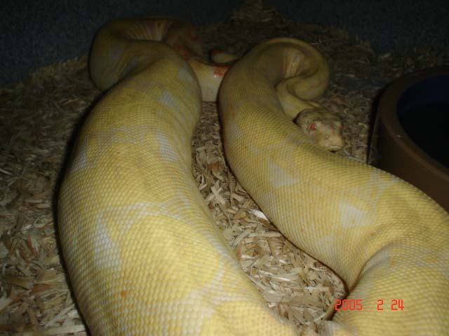 Ovulation