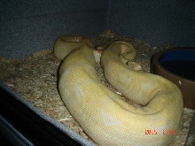 Second pic of Ovulation