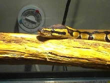Moe my 4 1/2 foot 4 year old ball python