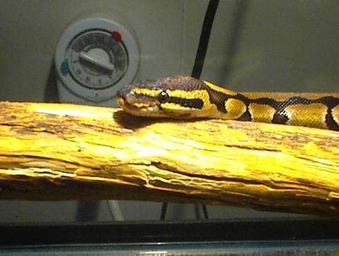 Moe my 4 1/2 foot 4 year old ball python
