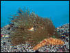 Saltwater - Austin Aquariums