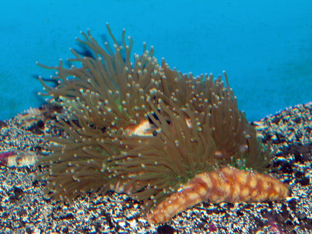 Saltwater - Austin Aquariums