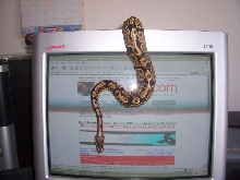 denali and king snake.com