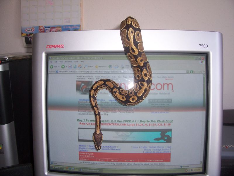 denali and king snake.com