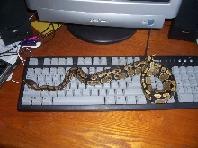 typing snake