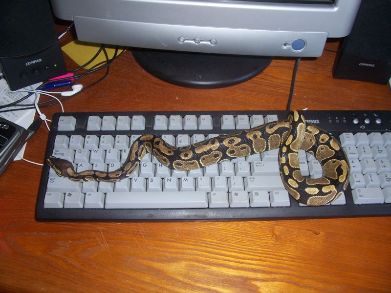 typing snake