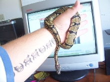 me holdin denali
