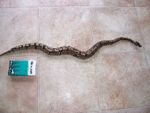 size comparison