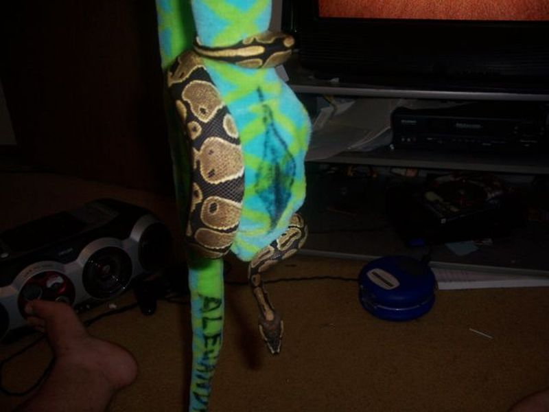 denali choking a stuffed snake.
