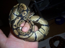 full belly