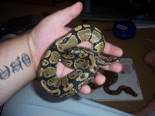 shy ball.