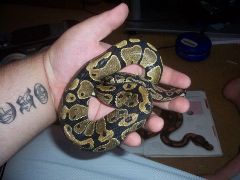 shy ball.