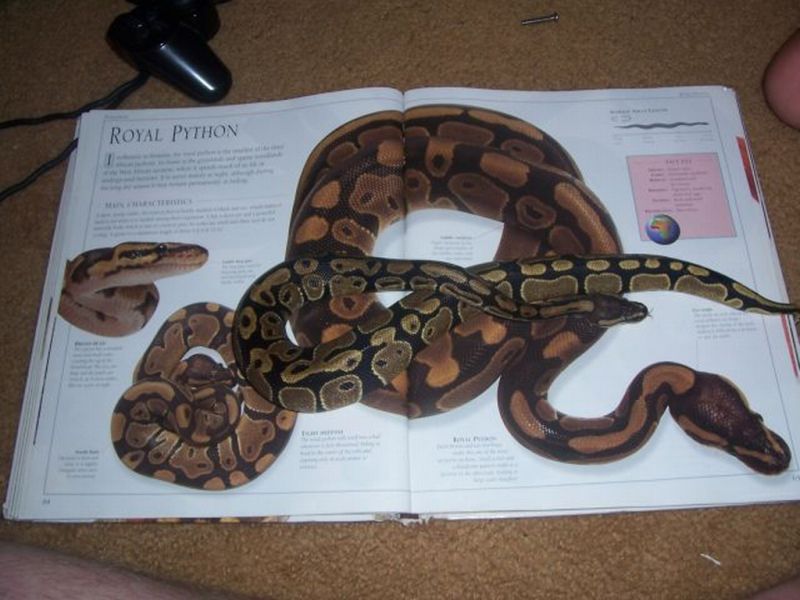 reading snake.