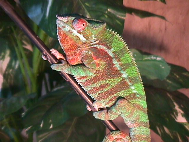 Red Bar Abanja Panther
