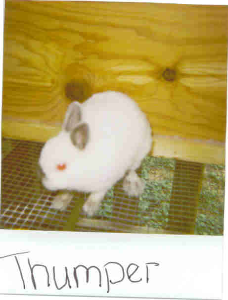 This is my old bun